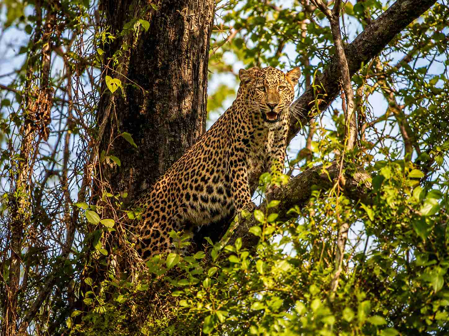 Leopard in Kanha National Park