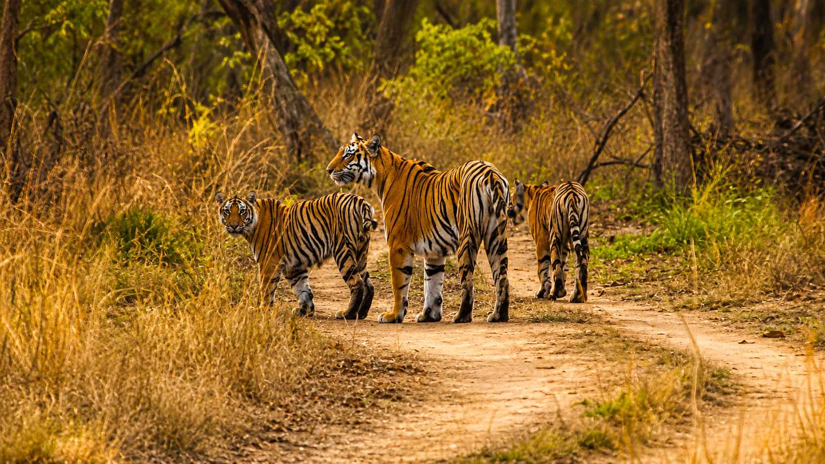 Tiger Safari in Kanha National Park