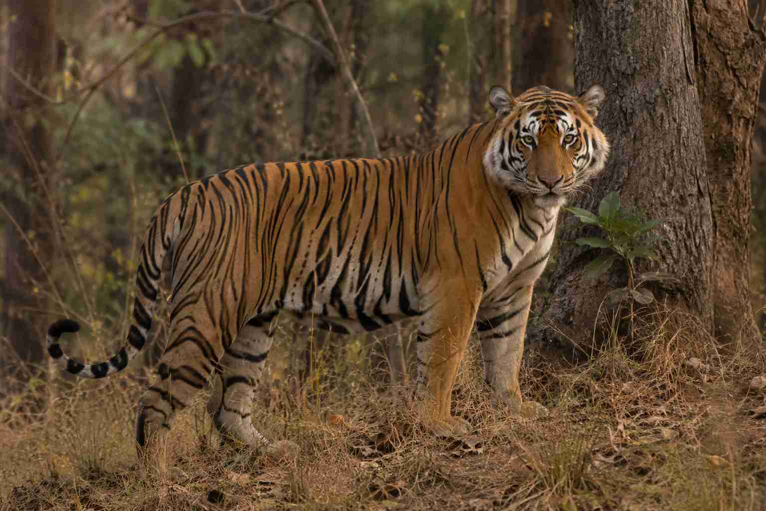 Banno Female Tiger